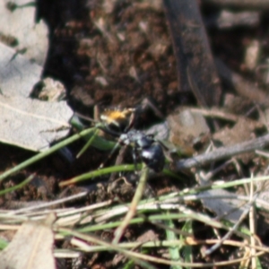 Camponotus aeneopilosus at Red Hill, ACT - 15 Oct 2019