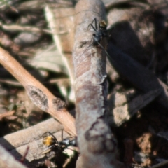 Camponotus aeneopilosus at Red Hill, ACT - 15 Oct 2019