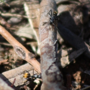 Camponotus aeneopilosus at Red Hill, ACT - 15 Oct 2019 12:27 PM