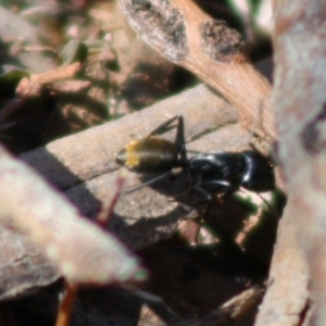 Camponotus aeneopilosus at Red Hill, ACT - 15 Oct 2019 12:27 PM