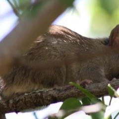 Rattus rattus at Hughes, ACT - 15 Oct 2019