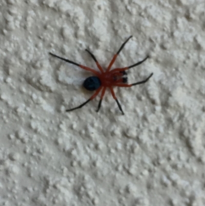 Nicodamidae (family) (Red and Black Spider) at Mirador, NSW - 14 Oct 2019 by hynesker1234