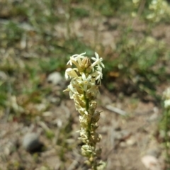 Stackhousia monogyna at Symonston, ACT - 15 Oct 2019