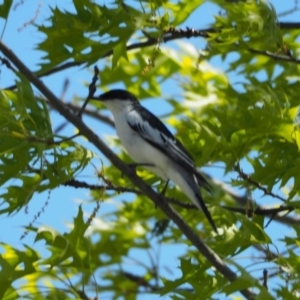 Lalage tricolor at Belconnen, ACT - 15 Oct 2019