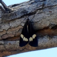 Nyctemera amicus (Senecio Moth, Magpie Moth, Cineraria Moth) at Tuggeranong Hill - 15 Oct 2019 by Owen