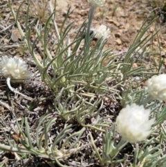 Leucochrysum albicans subsp. tricolor at Mulanggari Grasslands - 15 Oct 2019 01:16 PM