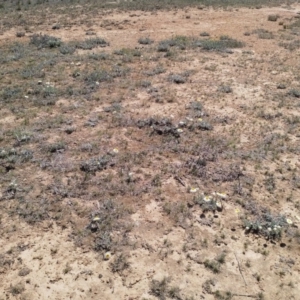 Leucochrysum albicans subsp. tricolor at Mulanggari Grasslands - 15 Oct 2019 01:16 PM