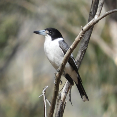 Cracticus torquatus (Grey Butcherbird) at Tennent, ACT - 7 Oct 2019 by MatthewFrawley