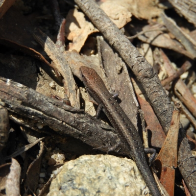 Lampropholis guichenoti (Common Garden Skink) at Tennent, ACT - 6 Oct 2019 by MatthewFrawley