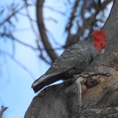 Callocephalon fimbriatum (Gang-gang Cockatoo) at Acton, ACT - 14 Oct 2019 by HelenCross