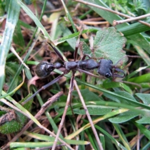 Myrmecia pyriformis at Acton, ACT - 13 Oct 2019