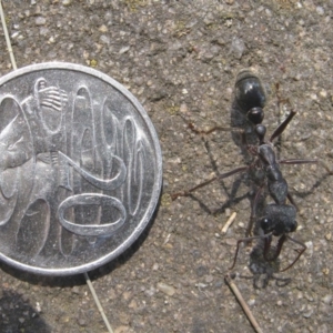 Myrmecia pyriformis at Acton, ACT - 13 Oct 2019