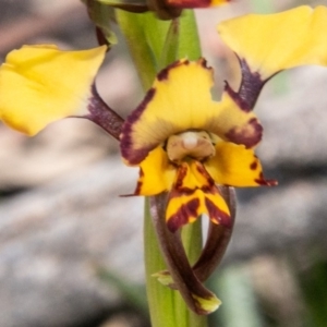 Diuris pardina at Rendezvous Creek, ACT - suppressed