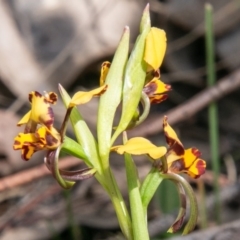 Diuris pardina at Rendezvous Creek, ACT - suppressed