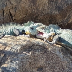 Intellagama lesueurii howittii (Gippsland Water Dragon) at ANBG - 15 Oct 2019 by AaronClausen