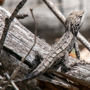 Amphibolurus muricatus at Rendezvous Creek, ACT - 15 Oct 2019