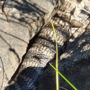 Tiliqua scincoides scincoides at Acton, ACT - 15 Oct 2019 05:02 PM