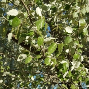 Populus alba at Barton, ACT - 15 Oct 2019