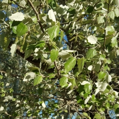 Populus alba (White Poplar) at Barton, ACT - 15 Oct 2019 by Mike