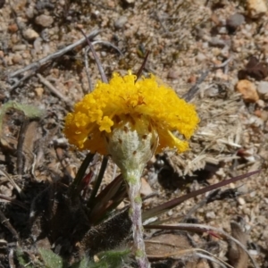 Leptorhynchos squamatus at Theodore, ACT - 15 Oct 2019 11:48 AM