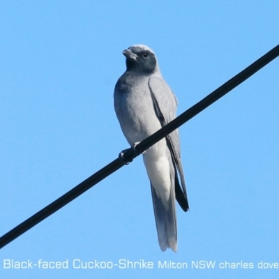 Coracina novaehollandiae (Black-faced Cuckooshrike) at Milton, NSW - 27 Sep 2019 by CharlesDove