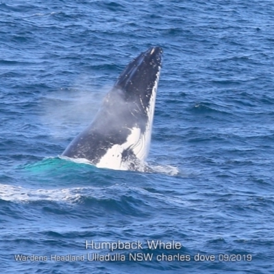 Megaptera novaeangliae (Humpback Whale) at Ulladulla, NSW - 25 Sep 2019 by Charles Dove