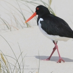 Haematopus longirostris (Australian Pied Oystercatcher) at Lake Conjola, NSW - 23 Sep 2019 by CharlesDove