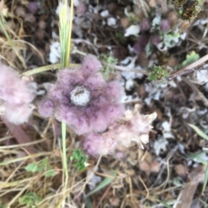 Arctotheca calendula at Griffith, ACT - 12 Oct 2019