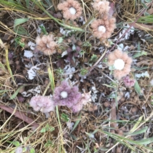 Arctotheca calendula at Griffith, ACT - 12 Oct 2019