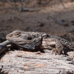 Pogona barbata (Eastern Bearded Dragon) at GG38 - 7 Oct 2019 by JackyF