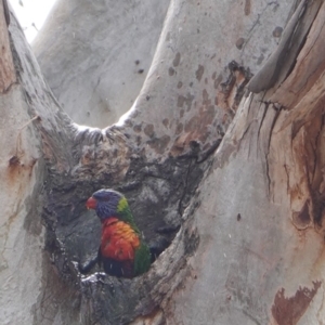 Trichoglossus moluccanus at Hughes, ACT - 14 Oct 2019