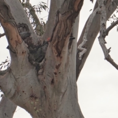 Callocephalon fimbriatum (Gang-gang Cockatoo) at Hughes, ACT - 13 Oct 2019 by JackyF