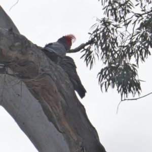 Callocephalon fimbriatum at Hughes, ACT - 14 Oct 2019