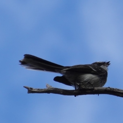 Rhipidura albiscapa (Grey Fantail) at Deakin, ACT - 12 Oct 2019 by JackyF