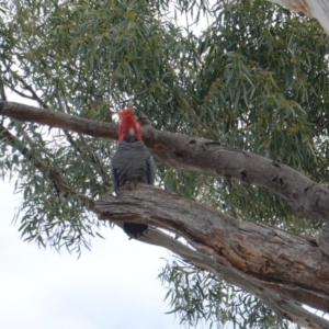 Callocephalon fimbriatum at Hughes, ACT - suppressed