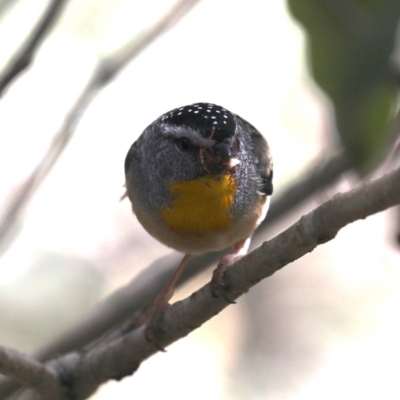 Pardalotus punctatus (Spotted Pardalote) at Rosedale, NSW - 6 Oct 2019 by jbromilow50