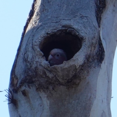 Eolophus roseicapilla (Galah) at Red Hill, ACT - 15 Oct 2019 by JackyF