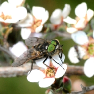 Dasybasis sp. (genus) (A march fly) at Frogmore, NSW - 13 Oct 2019 by Harrisi