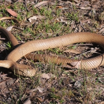 Pseudonaja textilis (Eastern Brown Snake) at Aranda Bushland - 15 Oct 2019 by Harrisi
