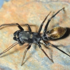 Myrmarachne luctuosa at Acton, ACT - 15 Oct 2019 09:39 PM