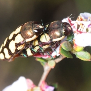 Castiarina decemmaculata at Nicholls, ACT - 15 Oct 2019