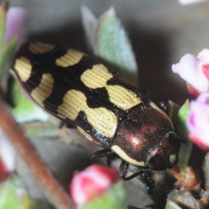 Castiarina decemmaculata at Nicholls, ACT - 15 Oct 2019