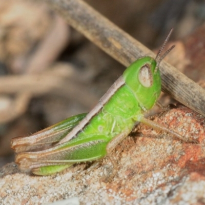 Praxibulus sp. (genus) (A grasshopper) at Percival Hill - 15 Oct 2019 by Harrisi