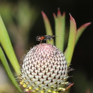 Hylaeus (Prosopisteron) littleri at Acton, ACT - 15 Oct 2019