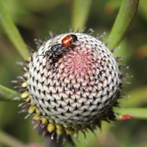 Hylaeus (Prosopisteron) littleri at Acton, ACT - 15 Oct 2019