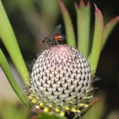 Hylaeus (Prosopisteron) littleri at Acton, ACT - 15 Oct 2019