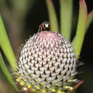 Hylaeus (Prosopisteron) littleri at Acton, ACT - 15 Oct 2019