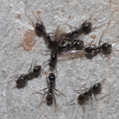 Anonychomyrma sp. (genus) (Black Cocktail Ant) at Hackett, ACT - 15 Oct 2019 by TimL