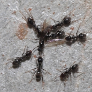 Anonychomyrma sp. (genus) at Hackett, ACT - 15 Oct 2019