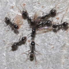 Anonychomyrma sp. (genus) at Hackett, ACT - 15 Oct 2019 12:03 PM